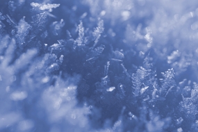 冬天冰晶体雪花摄影图片